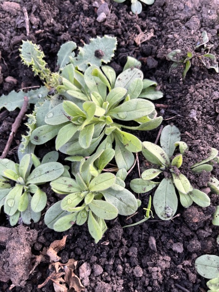 Plant ID