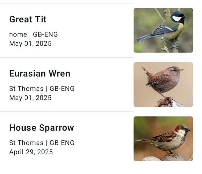 Merlin App Appreciation plus General Birding Chat