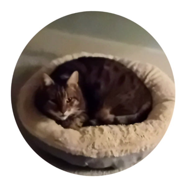 Roond and roond and up and doon - the Excellent Cats roam aboot