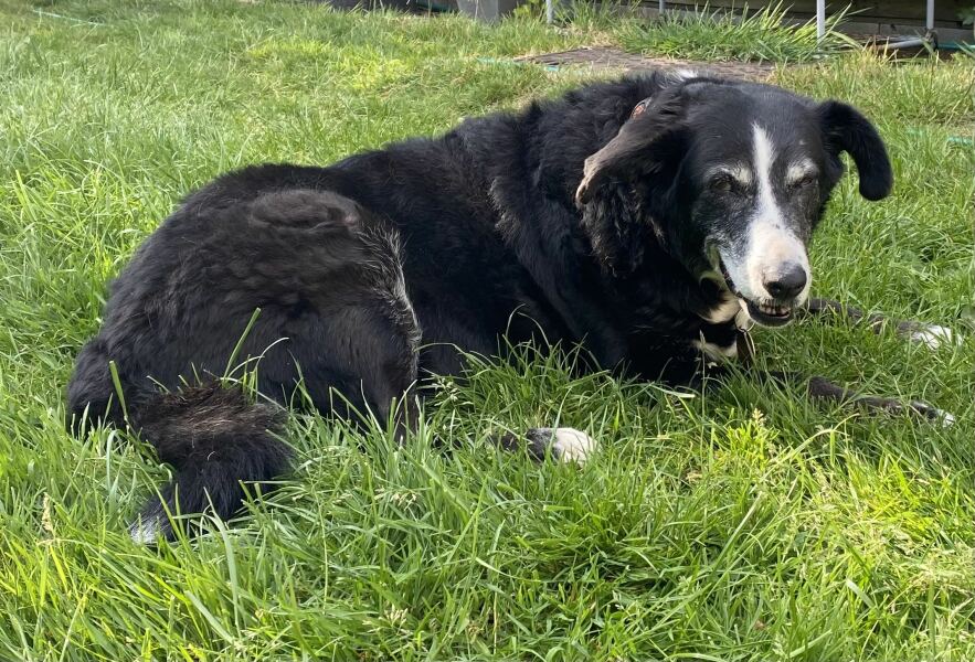 Said goodbye to Meg yesterday - I know it was the right decision but I miss her so much 💔
