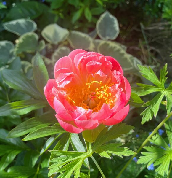 peonies looking great