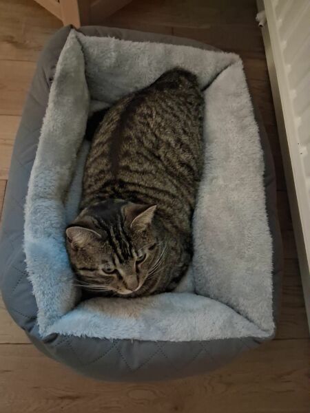 My cat died today