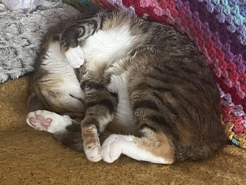 How exhausted are your cats today?