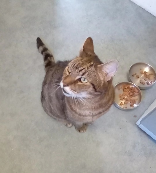 Roond and roond and up and doon - the Excellent Cats roam aboot