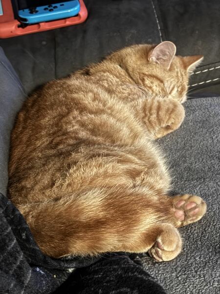 Roond and roond and up and doon - the Excellent Cats roam aboot