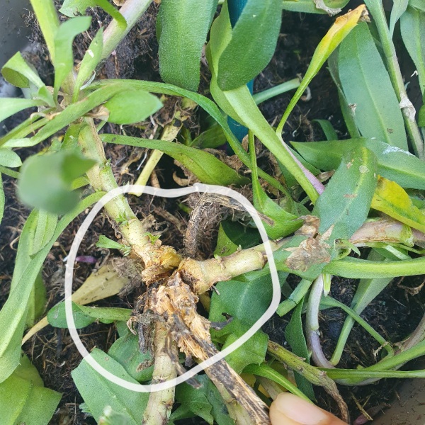 Will these survive?