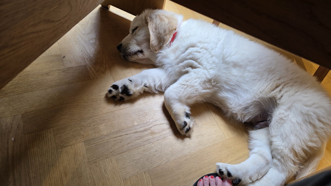 Shameless puppy pic post - please admire my gorgeous boy