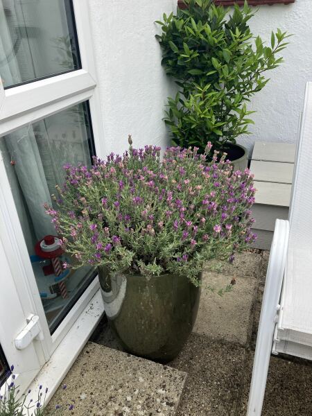 Can I dead head French lavender now?