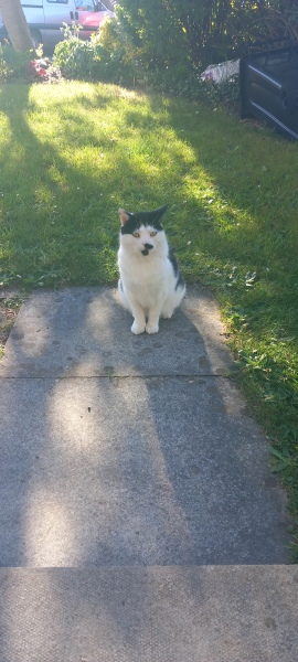 Hymns in Minor Keys & the Russian Easter Overture - the Excellent Cats ignore Culture.....