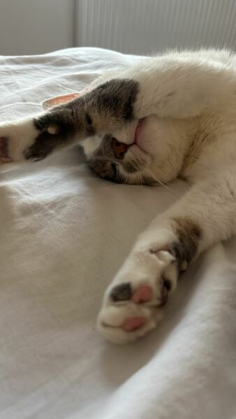 How exhausted are your cats today?
