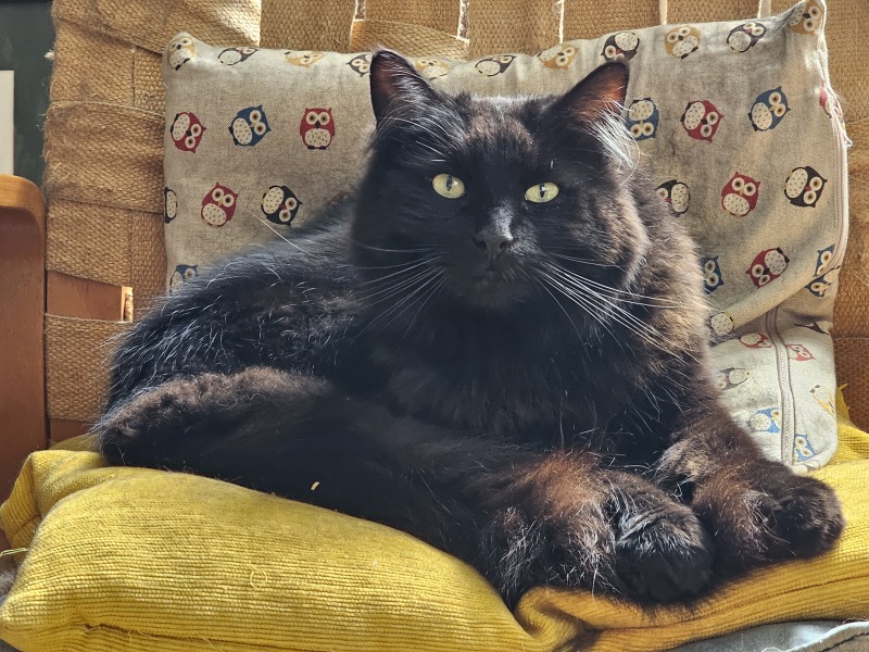 Roond and roond and up and doon - the Excellent Cats roam aboot