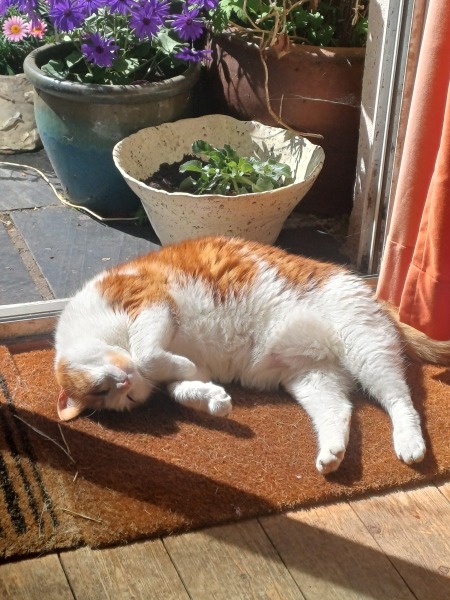 Mounjaro/Wegovy with > 5st/30kg to lose:  Thread 7