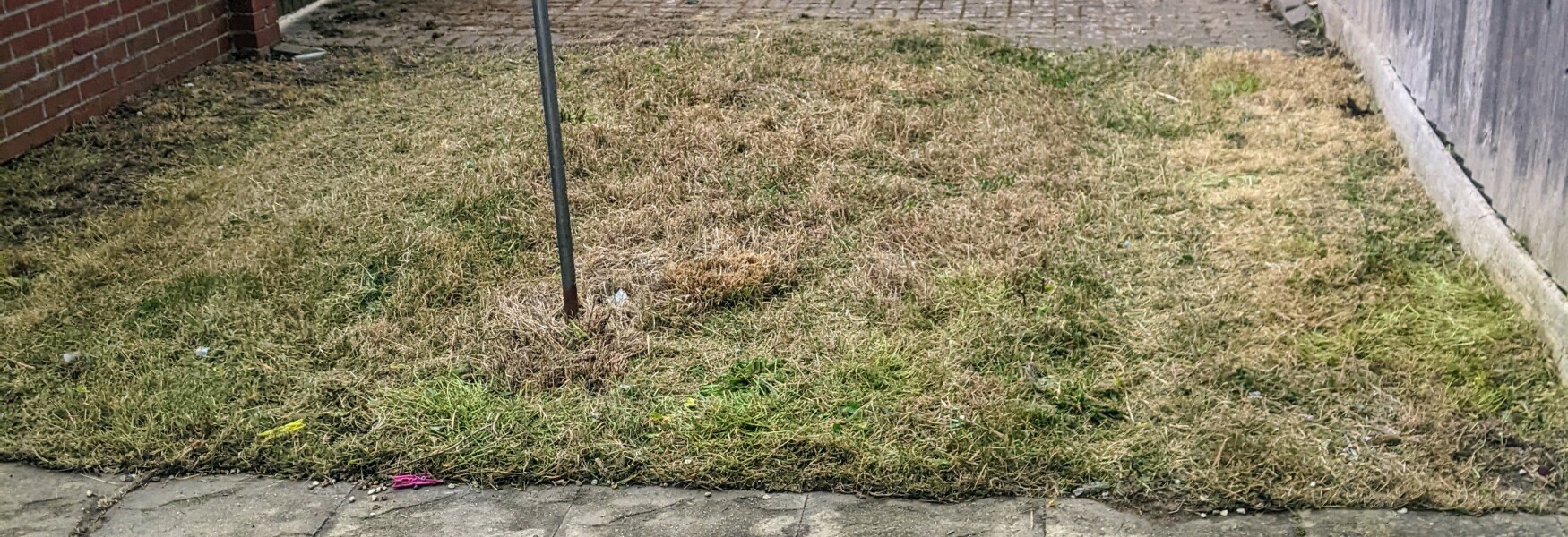 Dead grass or can I save it?