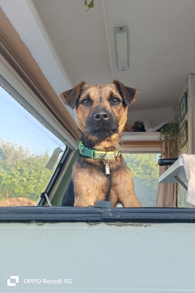 Shameless puppy pic post - please admire my gorgeous boy