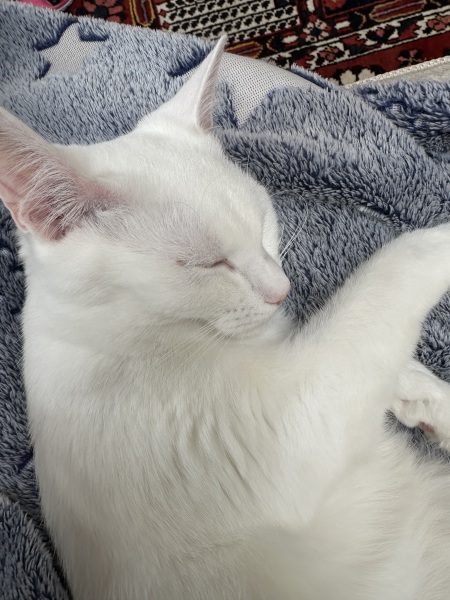 Hymns in Minor Keys & the Russian Easter Overture - the Excellent Cats ignore Culture.....