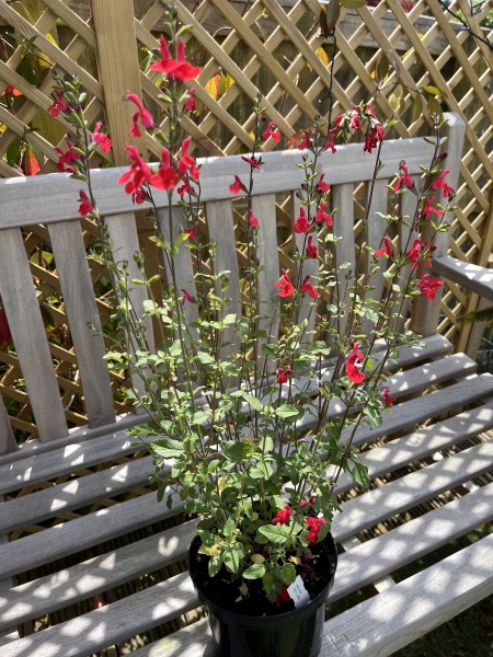 What have you done in the garden today? Part 7