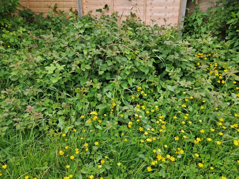 Bees, brambles, husband... which is the problem??