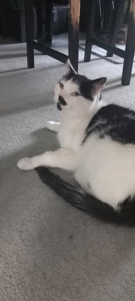 Roond and roond and up and doon - the Excellent Cats roam aboot