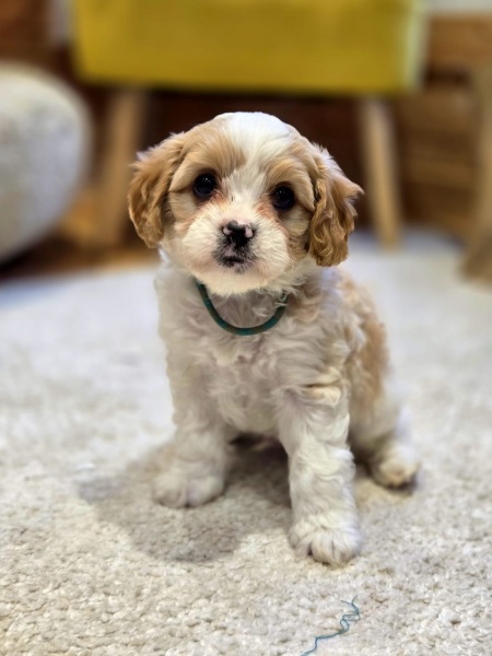 New puppy arriving today! How to crate train with an existing dog roaming free?