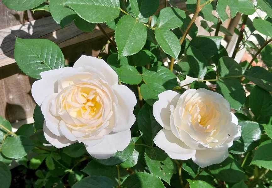 Which rose has bloomed first in your garden?