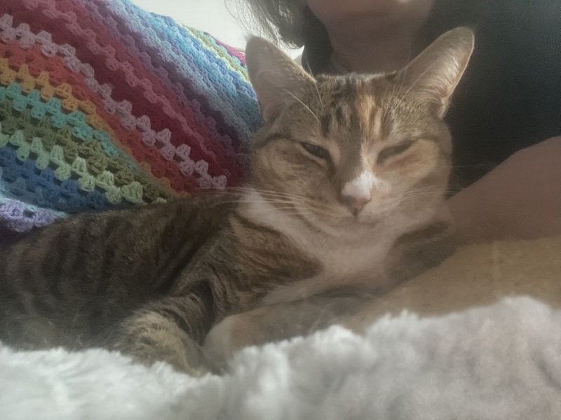 Roond and roond and up and doon - the Excellent Cats roam aboot