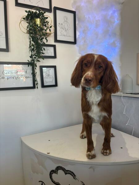 Adolescent Dog Survival Thread - for teenage dirtbags