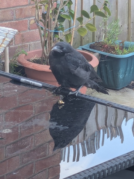 To not know how to deal with a sick/injured crow on my garden table?