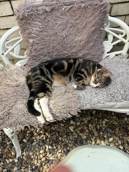 There is a kitten living in my garden