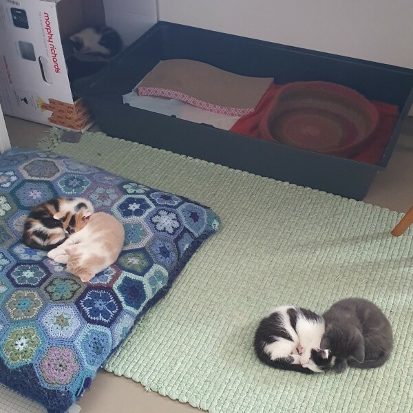 How exhausted are your cats today?