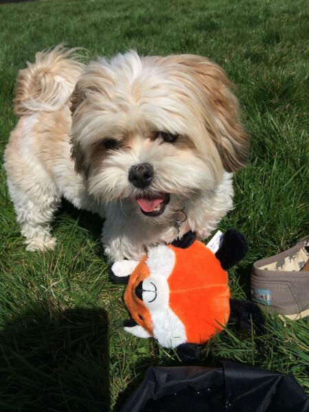 Please help - it’s a dog toy mystery!
