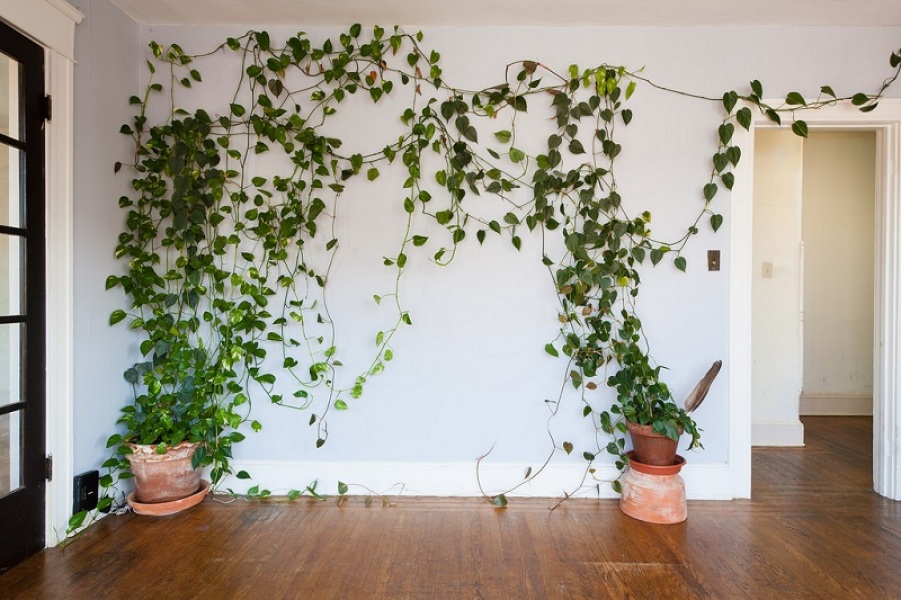 Climbing houseplant ideas