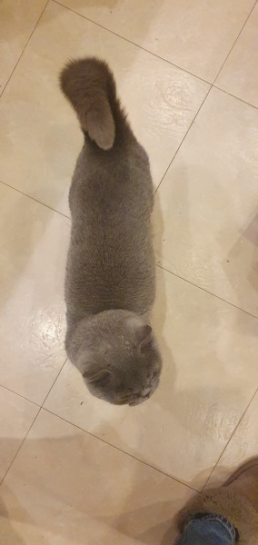 Is he underweight or too skinny for a british shorthair?