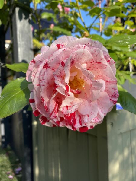 Which rose has bloomed first in your garden?