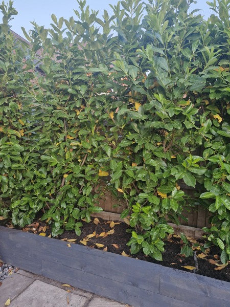 Caring for a newly planted tree