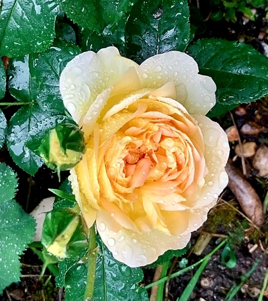 Which rose has bloomed first in your garden?