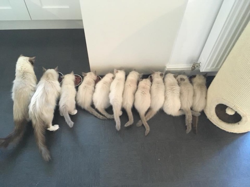 CATS!