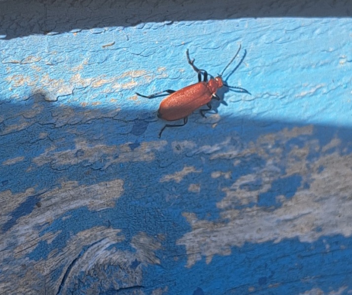 Thread 23 Starmer - Reflux Remedy