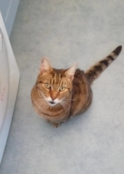 Hymns in Minor Keys & the Russian Easter Overture - the Excellent Cats ignore Culture.....