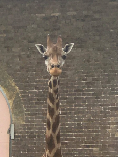 Hypothetical question about giraffes