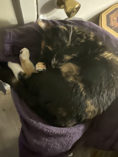 How exhausted are your cats today?