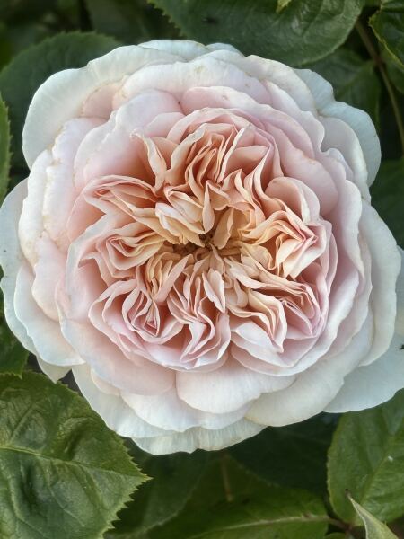 Which rose has bloomed first in your garden?