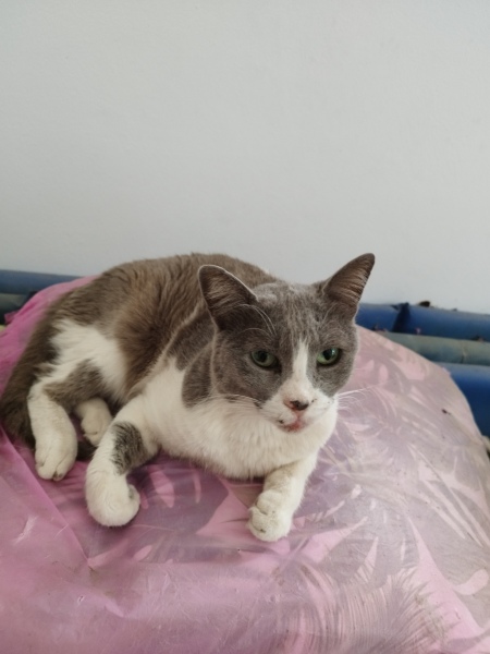 How exhausted are your cats today?