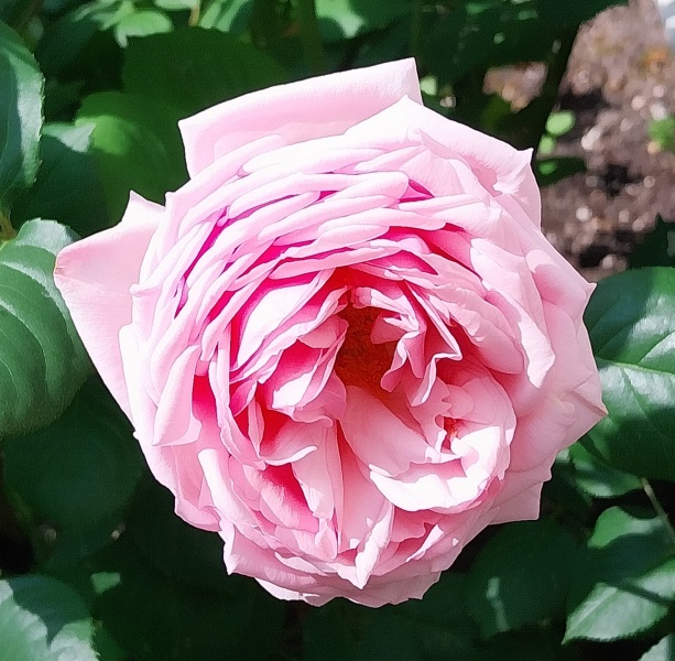Which rose has bloomed first in your garden?