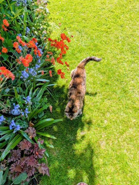 Roond and roond and up and doon - the Excellent Cats roam aboot