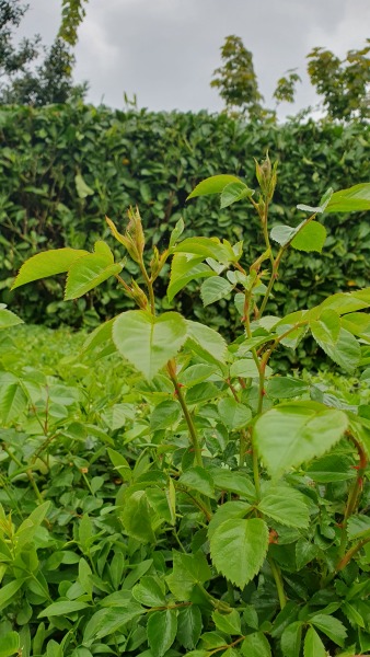 Is this a rose growing in my hedge