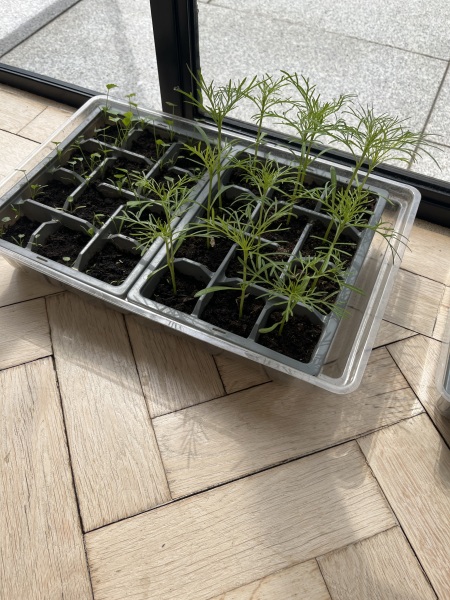 What have you done in the garden today? Part 6