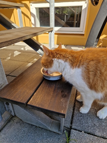 Roond and roond and up and doon - the Excellent Cats roam aboot