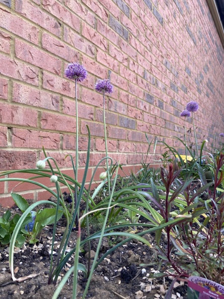 Help me ID these bulbs please