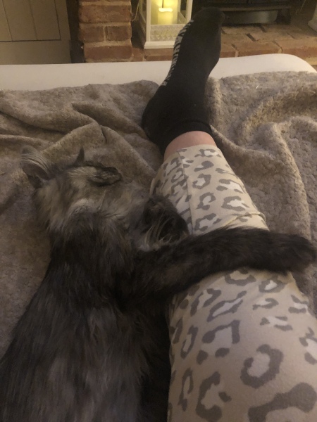 How exhausted are your cats today?
