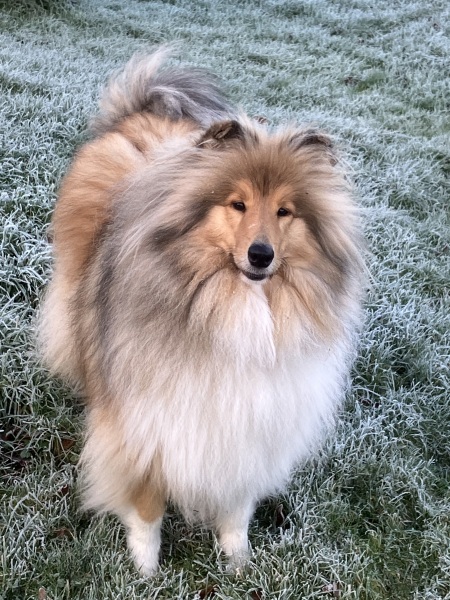 Shameless puppy pic post - please admire my gorgeous boy